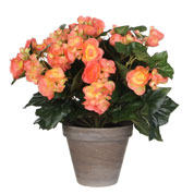 Artificial Plant - Pink Salmon Begonia - MICA